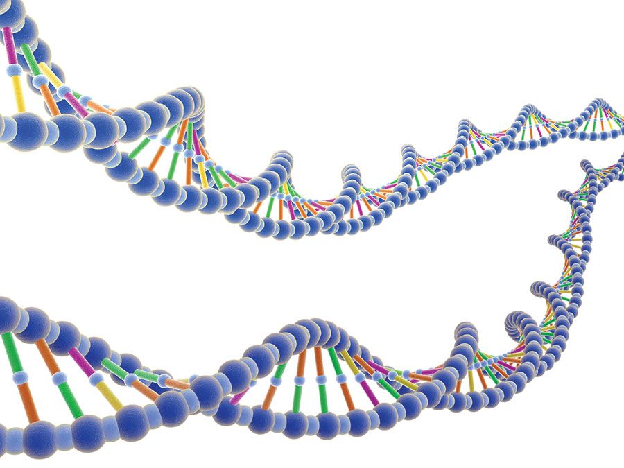 اختبار تفاعل البلمرة المتسلسل ( PCR )