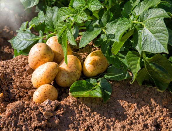 الأهمية الغذائية لمخلفات ودرنات البطاطا واستخدامها في تغذيه الحيوانات