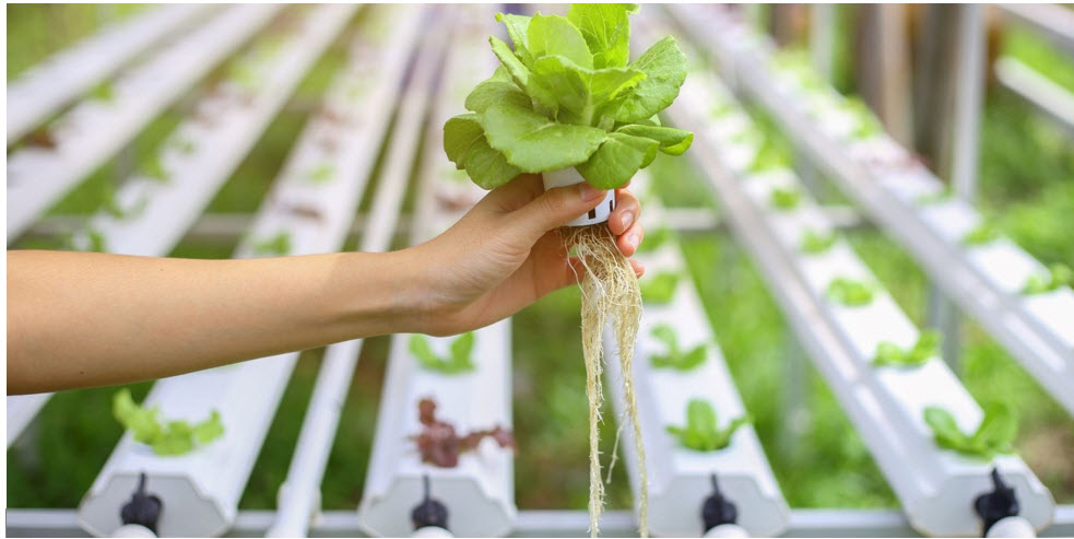 الزراعة المائية ( Hydroponics )